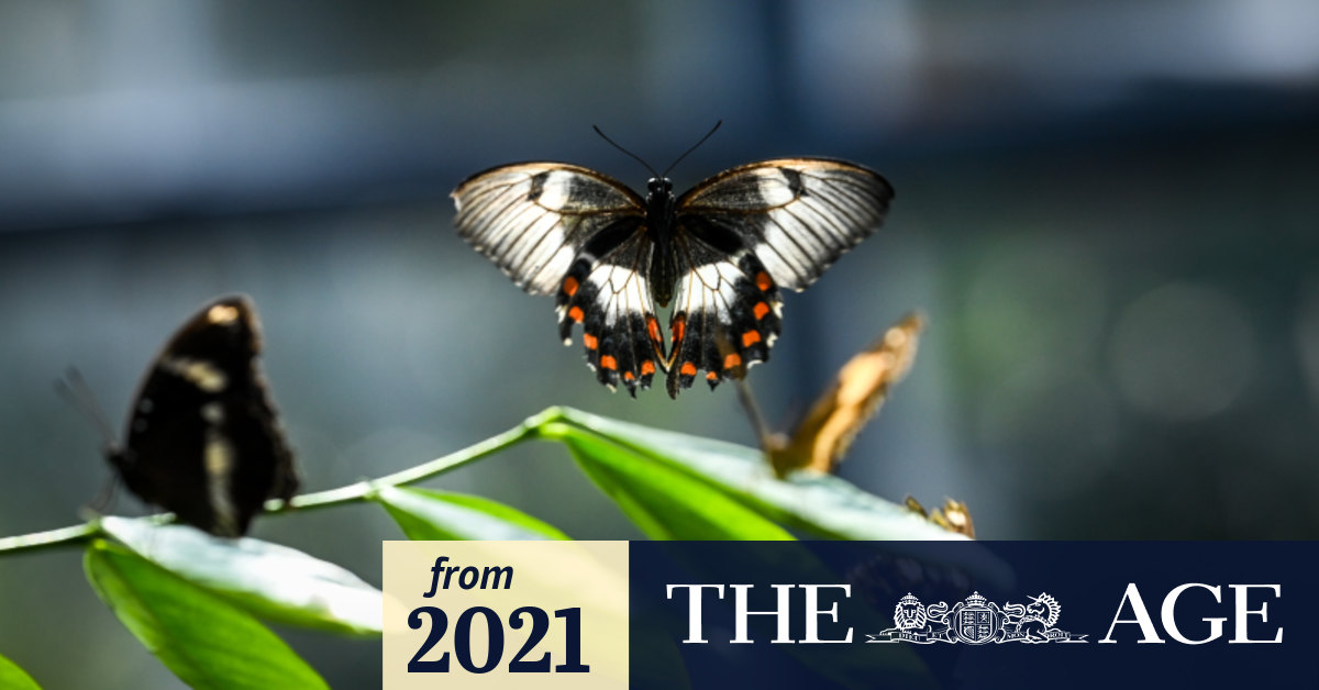 Covid Victoria How lockdowns changed animal behaviours at Melbourne Zoo